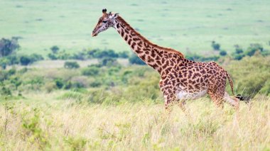 Bir çayırüzerinde Kenya savanasında Masai zürafa