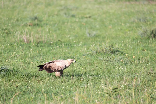 An eagle in the middle of the grassland in a meadow