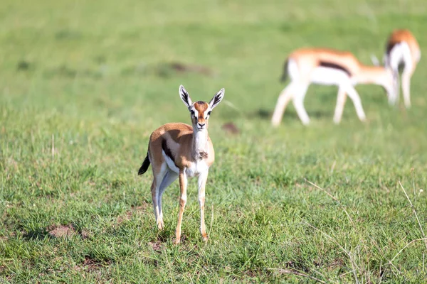 Thomson gazelas no meio de uma paisagem gramada no Keny — Fotografia de Stock