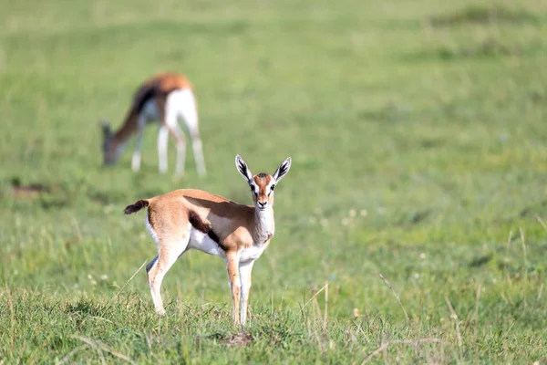 Thomson gazelles in the middle of a fassy lands in the Keny — стоковое фото