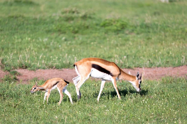 Thomson gazelles in the middle of a grassy landscape in the Keny