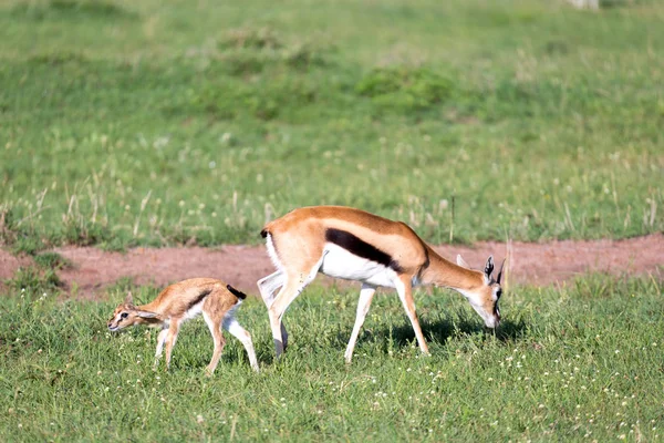 Томсон gazelles в середині трав'янистих ландшафту в Keny — стокове фото