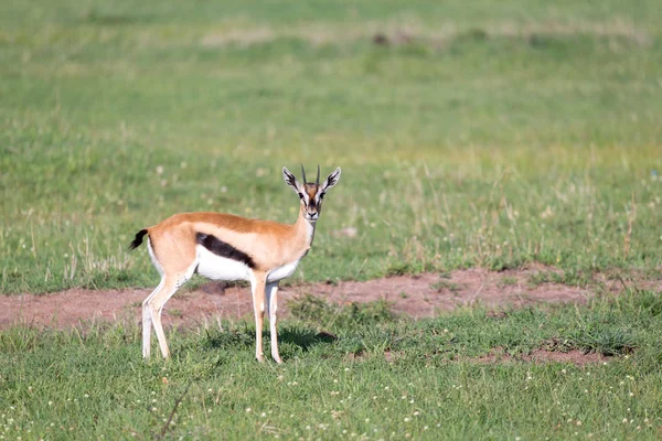 Thomson gazelas no meio de uma paisagem gramada no Keny — Fotografia de Stock
