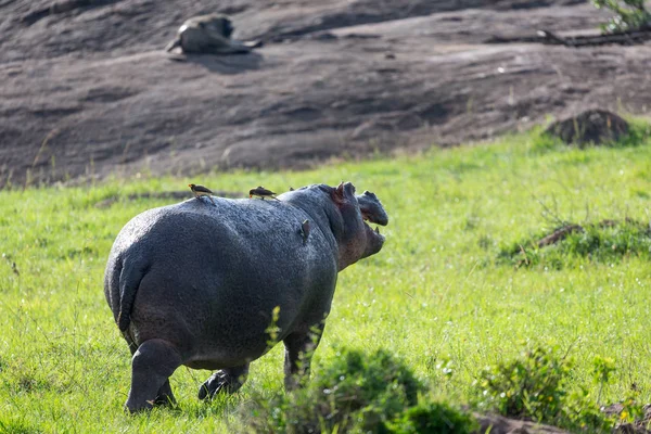 Hroch obojživelný běží na travní louce — Stock fotografie