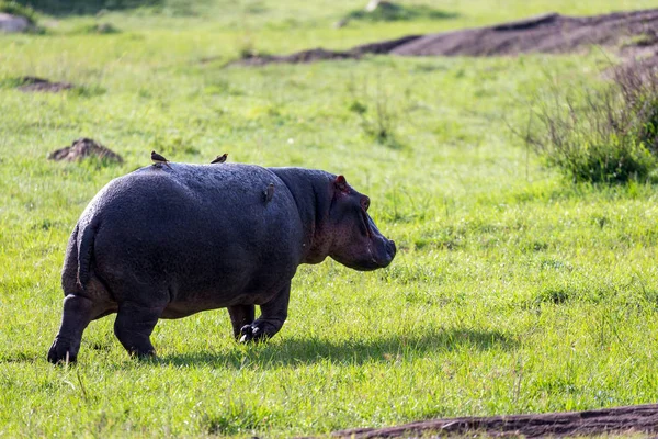 Um hipopótamo corre em um prado de grama — Fotografia de Stock
