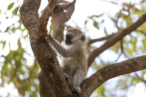 Um macaquinho está brincando no galho de uma árvore — Fotografia de Stock