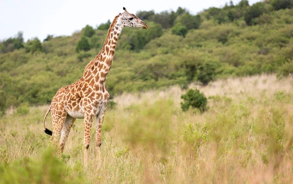 Masai giraffe in the Kenyan savanna on a meadow — Stock Photo, Image