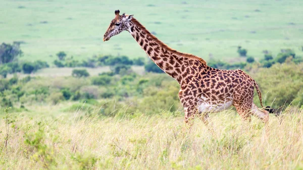 Masai zsiráf a kenyai szavanna a réten — Stock Fotó