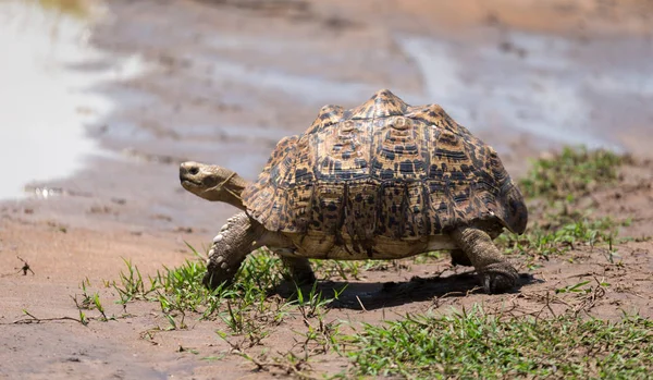 Eine kleine Schildkröte läuft auf der Straße — Stockfoto