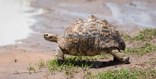 A little turtle is walking on the street