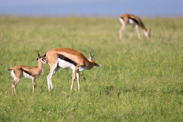 Thomson gazelles in the middle of a fassy lands in the Keny — стоковое фото