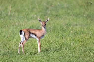 A very young Thomson Gazelle in the Kenyan grass landscape clipart