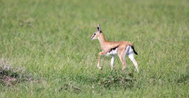 Kenya çim manzara çok genç bir Thomson Gazelle