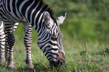 Ulusal parkta bir zebra bir çekim