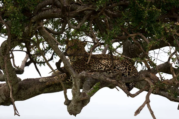 Леопард лежит на ветвях дерева — стоковое фото