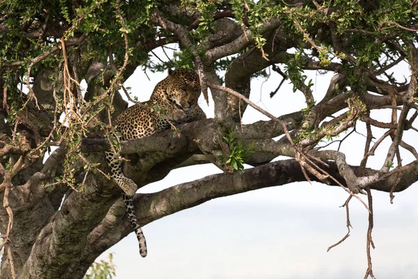 A leopard lies on the branches of a tree — Stock Photo, Image