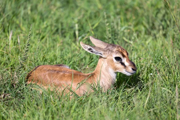 Un recién nacido Thomson Gazelle yace en la hierba —  Fotos de Stock