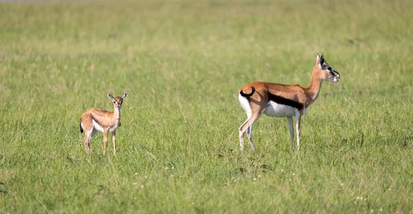 Kenya 'nın savında Thomson ceylan bir aile — Stok fotoğraf