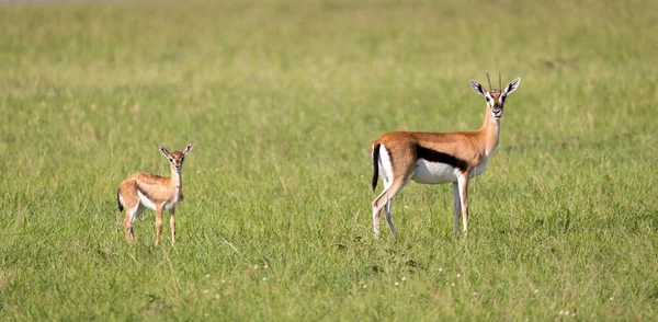 肯尼亚大草原的汤姆森瞪羚家庭 — 图库照片