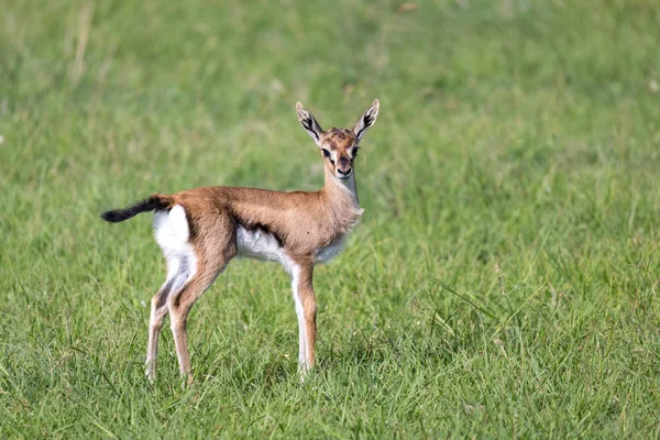 Una gacela Thomson muy joven en el paisaje de hierba de Kenia —  Fotos de Stock