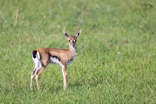 Una gacela Thomson muy joven en el paisaje de hierba de Kenia —  Fotos de Stock