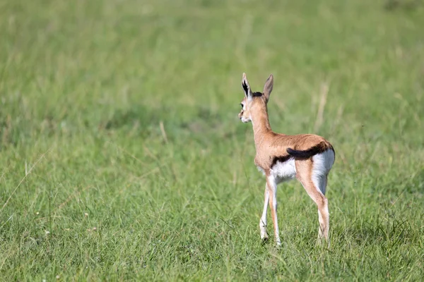 Um Thomson Gazelle muito jovem na paisagem de grama queniana — Fotografia de Stock