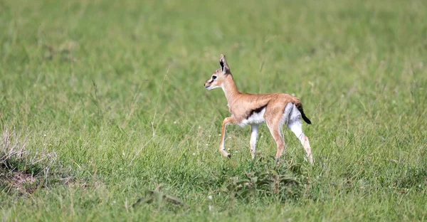 Bardzo młody Thomson Gazelle w kenijskiej trawy krajobrazu — Zdjęcie stockowe