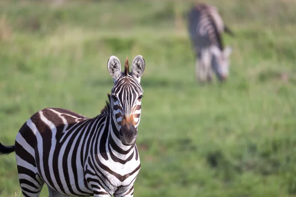 A closeup of a zebra in a national park — Stock Photo, Image