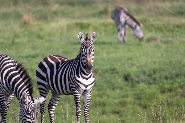 The closeup of a zebra in a national park