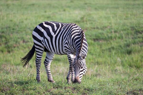 One zebra is grazing in the green landscape of a savannah