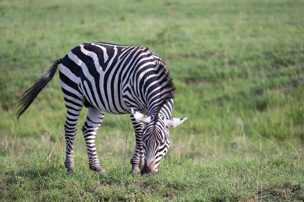 Kenya 'da bir milli parkın yeşil manzara bir zebra — Stok fotoğraf