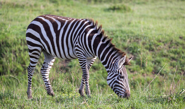 One zebra in the green landscape of a national park in Keny