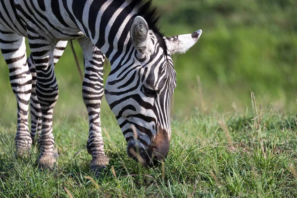 Ulusal parkta bir zebra bir çekim — Stok fotoğraf