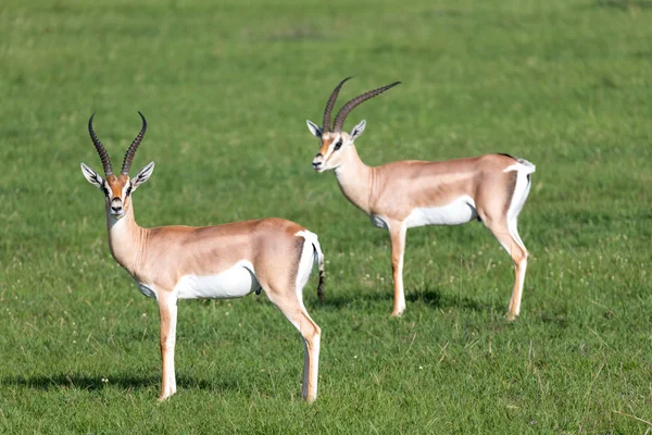 Grante gazely na zelenou pastvinu v národním parku v Keni. — Stock fotografie