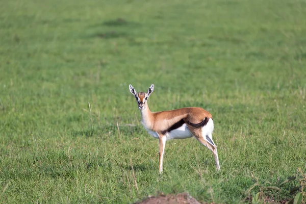 Une toute jeune gazelle Thomson dans le paysage gazonné kenyan — Photo