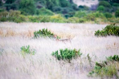 Bazı çitalar uzun çim içinde Savannah çalışıyor