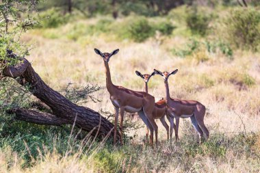 Kenya Savanna 'da yiyecek arayan bazı Gerenuk