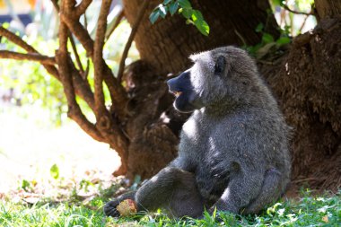 Bir babun bir meyve buldu ve yiyor