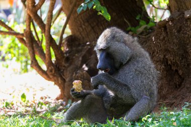 Bir babun bir meyve buldu ve yiyor