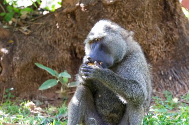 Bir babun bir meyve buldu ve yiyor