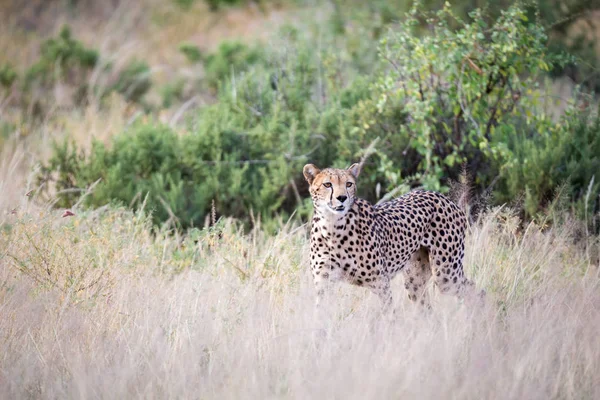 A cheetah walks in the high grass of the savannah looking for so