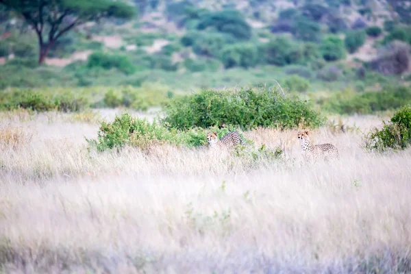 Algumas chitas estão correndo na savana na grama alta — Fotografia de Stock