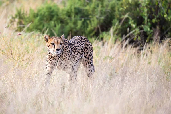 A cheetah walks in the high grass of the savannah looking for so