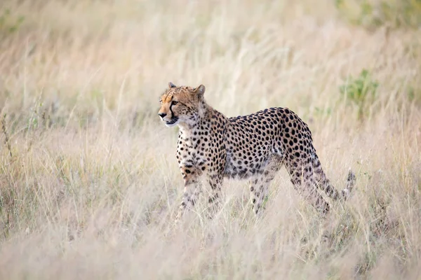 Un guépard marche dans l'herbe haute de la savane à la recherche si — Photo