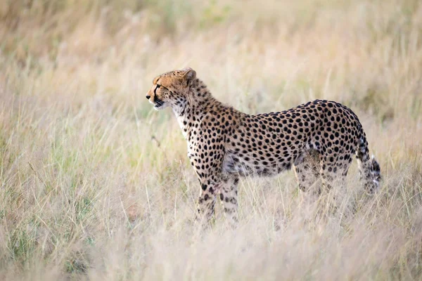 A cheetah walks in the high grass of the savannah looking for so