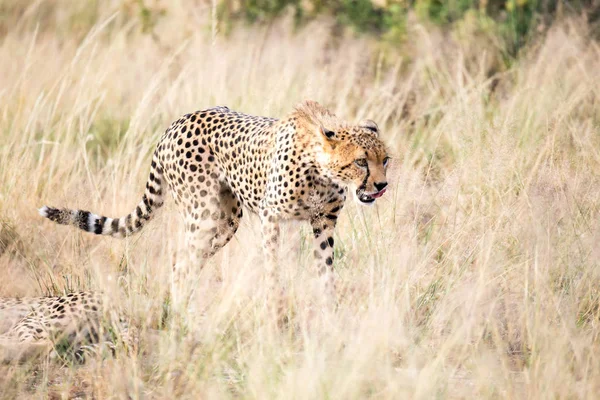 Гепард ходить у високій траві савани, шукаючи таке — стокове фото