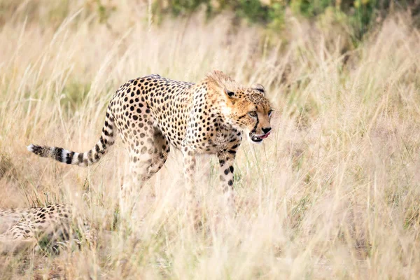 A cheetah walks in the high grass of the savannah looking for so