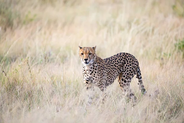 Ein Gepard wandert im hohen Gras der Savanne auf der Suche nach — Stockfoto