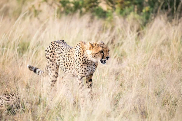 A cheetah walks in the high grass of the savannah looking for so