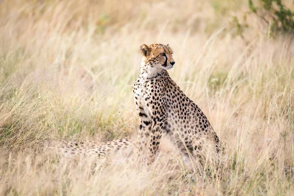Gepard sedí v Savannah a hledá kořist — Stock fotografie